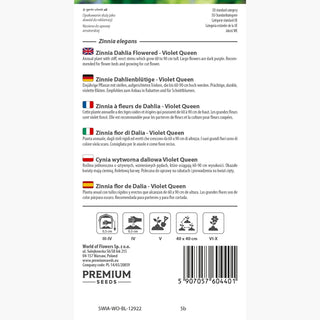 Zinnie Dahlienblütige - Violet Queen - Intensives Königsviolett - Zinnia elegans