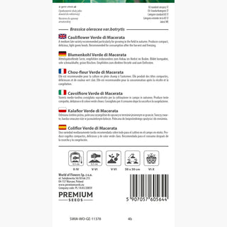 Blumenkohl Verde di Macerata - Schöne Grüne Blumenkohlröschen