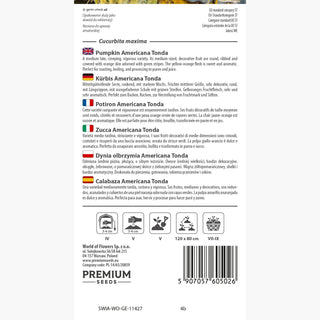 Kürbis - Americana Tonda - Hoher Ertrag, Für Liebhaber Riesenkürbisse