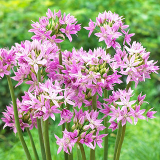 Zierlauch - Eros - Allium - Lange und üppige Blüte - 10 Blumenzwiebeln
