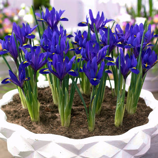 Bartlose Schwertlilie - Blue Hill - Iris - Königsblau, starker Akzent - 10 Blumenzwiebeln
