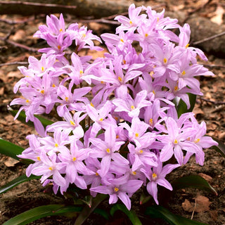 Schneeglanz - Rose Queen - Rosa - Chionodoxa - Frühlingserwachen in Rosa - 10 Blumenzwiebeln