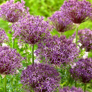 Zierlauch - Metallic Shine - Allium - Ideal für Sträuße, außergewöhnliche Farbe