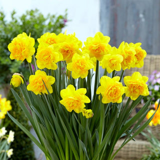 Gefüllte Narzisse - Double Sunrise - Narcissus - Ideal für Frühlingssträuße - 5 Blumenzwiebeln
