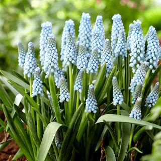 Traubenhyazinthe - Ester - Muscari - Kompakt und äußerst effektvoll - 10 Blumenzwiebeln