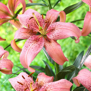Asiatische Lilie - Morpho Pink - Lilium - Dekorativer Akzent für Ihren Garten