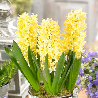 Hyazinthe - Gipsy Princess - Hyacinthus - Ideal für naturnahe Beete - 3 Blumenzwiebeln