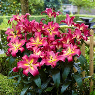Lilien - Empoli - Lilium - Ideal für Arrangements und Sträuße