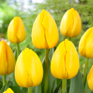 Tulpe - Novi Sun - Tulipa - Frühlingsschönheit in sonniger Farbe - 5 Blumenzwiebeln