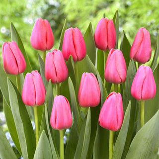 Tulpe - Big Love - Tulipa - Ideal aufrecht für Schnittblumen - 5 Blumenzwiebeln