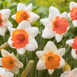 Narzisse - Chromacolor - Narcissus - Auffälliger Kontrast im Beet - 5 Blumenzwiebeln