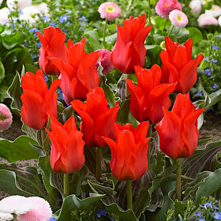 Tulpe - Red Riding Hood - Tulipa - Kleine kompakte Tulpen - 5 Blumenzwiebeln