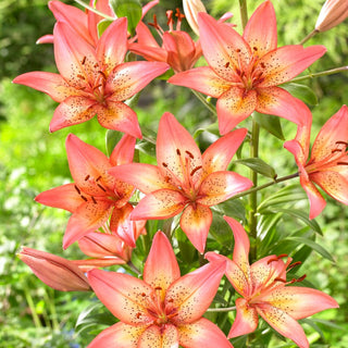 Asiatische Lilie - Trogon - Lilium - Ideal für Vasen, lange frisch bleibend
