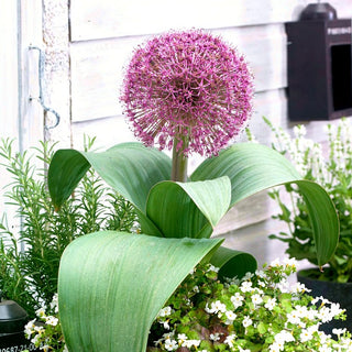 Zierlauch - Red Giant - Allium - Ideal für Steingärten