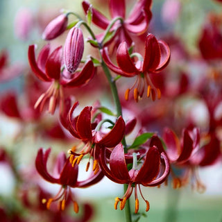 Türkenbundlilie - Rot - Lilium - Intensive rote Zierde für Beete