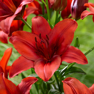 Asiatische Lilie - Red Highland - Lilium - Intensives Sommerrot im Garten