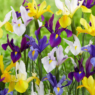 Holländische Iris - Mischung - Iris - Buntes Sommerblütenmosaik - 10 Blumenzwiebeln