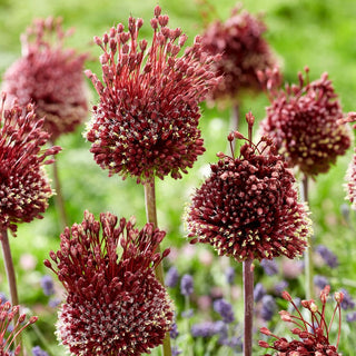 Zierlauch - Red Mohican - Allium - Rote Blüten auf kräftigen Stielen