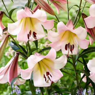 Baum-Lilie - Eastern Moon - Lilium - Pastellfarbene Blüten an Hohen Stielen