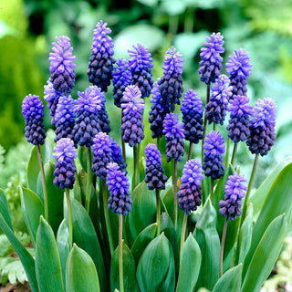 Breitblättrige Traubenhyazinthe - Muscari - Büschel voller Leichtigkeit und Anmut - 10 Blumenzwiebeln