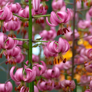 Türkenbundlilie - Rosa - Lilium - Exotische Wirkung in Beeten