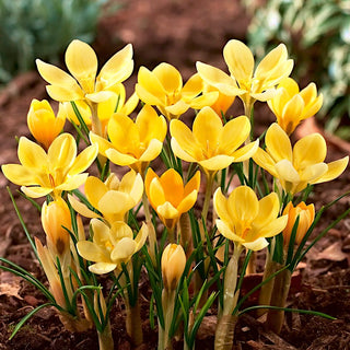 Krokus - Romance - Crocus - Goldgelber Akzent im Garten - 10 Blumenzwiebeln