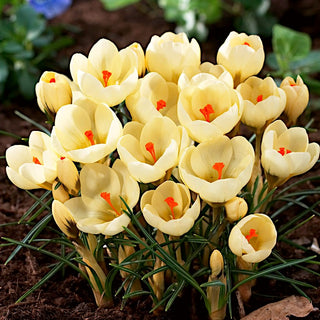 Krokus - Cream Beauty - Crocus - Zarter Frühlingshauch - 10 Blumenzwiebeln