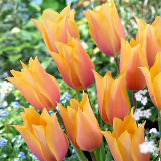 Tulpe - Blushing Lady - Tulipa - Kräftige Farben, origineller Effekt - 5 Blumenzwiebeln