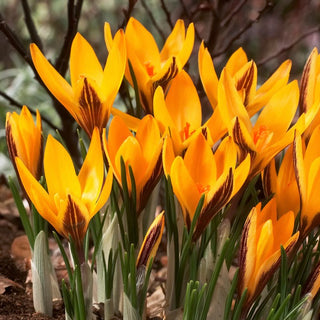 Krokus - Angustifolius - Crocus - Sonniger Farbton verleiht Charme - 10 Blumenzwiebeln