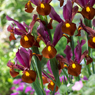 Holländische Iris - Red Ember - Iris - Sorte mit intensiver warmer Farbe - 10 Blumenzwiebeln