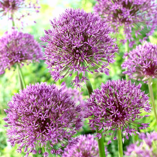 Zierlauch - Jackpot - Allium - Besonderer Akzent im Garten