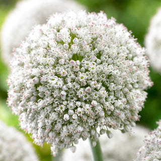 Zierlauch - Ping Pong - Allium - Flauschige zarte Kügelchen - 5 Blumenzwiebeln