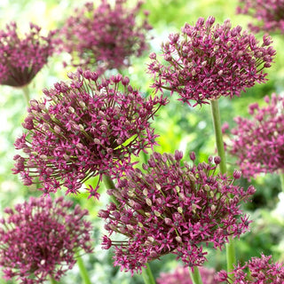 Zierlauch - Magic - Allium - Violette Kugelförmige Blüten