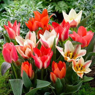 Greigii-Tulpe - Mix - Tulipa - Buntes Frühlingsmosaik - 5 Blumenzwiebeln