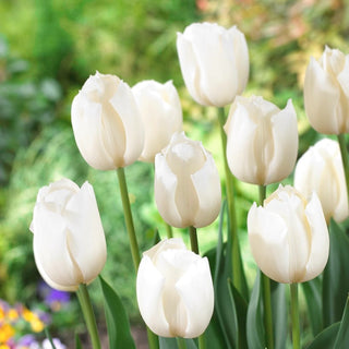 Tulpe - Weiß - Tulipa - Eleganter Akzent, beeindruckende Blüten - 5 Blumenzwiebeln