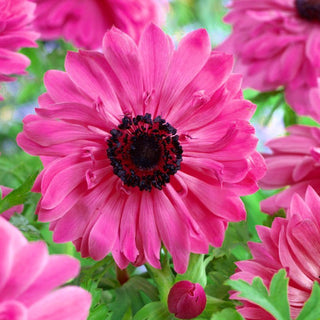 Gefüllte Anemone - Admiral - Anemone - Auffällige Zierde für Beet und Garten - 8 Blumenzwiebeln