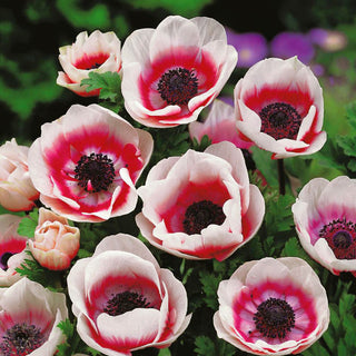 Anemone - De Caen - Bicolor - Anemone - Malerische zweifarbige Blüten - 8 Blumenzwiebeln