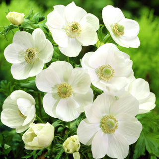 Anemone - Bride - Anemone - Zarte Horste, schneeweiße Blüten - 8 Blumenzwiebeln