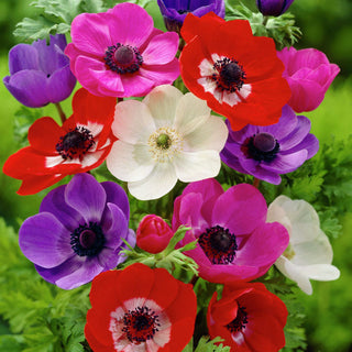 Anemone - Farbmischung - Anemone - Fröhliche Farben in jedem Beet - 8 Blumenzwiebeln