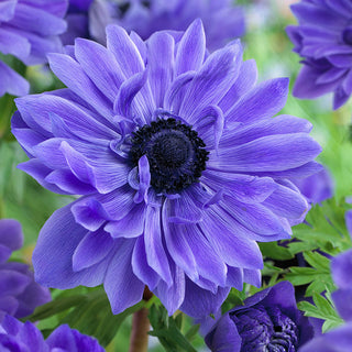 Gefüllte Anemone - Lord Lieutenant - Anemone - Gefüllte Blüten, reiche Blüte - 8 Blumenzwiebeln