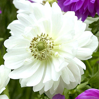 Gefüllte Anemone - Mount Everest - Anemone - Elegante Zierde, zuverlässige Blüte - 8 Blumenzwiebeln