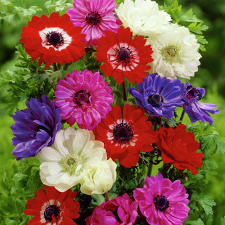 Gefüllte Anemone - Farbmischung - Anemone - Bunte Zierde für Frühlingsbeete - 8 Blumenzwiebeln