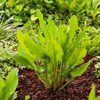 Sorrel Belleville - High Productivity, Easy Care, Exceptional Taste - Rumex acetosa - Premium Seeds